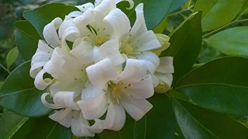 Orangenjasmin - Murraya Paniculata - 10 Frische Samen von nicht verfügbar