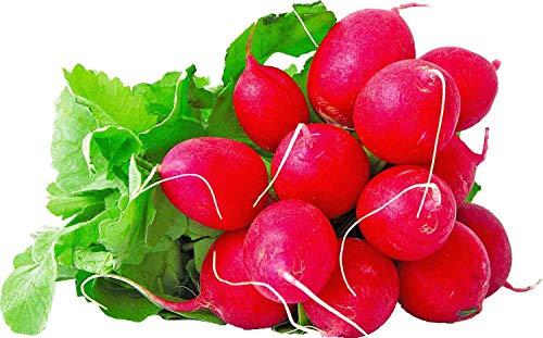 Radieschen - 30 Frische Samen - Raphanus sativus var. sativus von nicht verfügbar