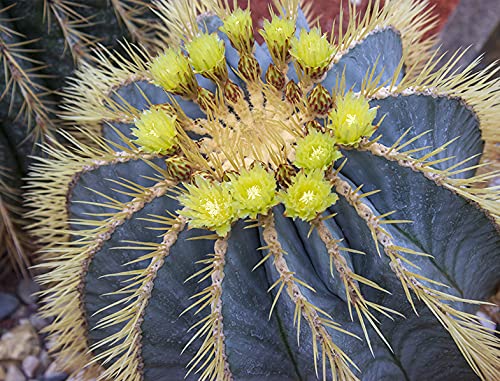 Schmuckkaktus - Ferocactus Glaucescens - 10 Frische Samen von nicht verfügbar