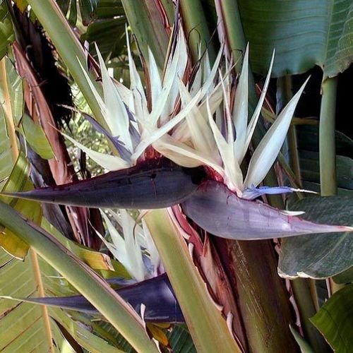 Strelitzia nicolai GIANT weiß Bird of Paradise ~ Samen ~ von nicht verfügbar