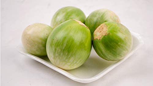 Thai Auberginen - 20 Frische Samen - Solanum virginianum Thai Auberginen - 20 Frische Samen - Solanum virginianum von nicht verfügbar