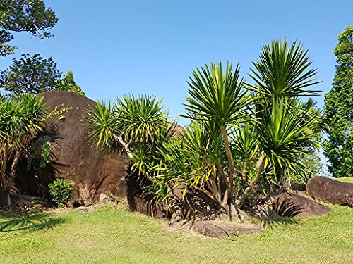 Thailändischer Drachenbaum - Dracaena cochinchinensis - 5 Frische Samen , Selten !!! von nicht verfügbar