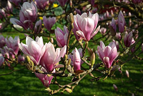 Tulpen Magnolien - Magnolia Soulangeana - 10 Frische Samen von nicht verfügbar