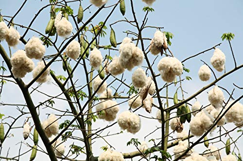 Weisser Kapokbaum - Baumwollbaum - Ceiba Pentandra - 10 Frische Samen von nicht verfügbar