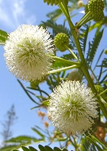 Weisskopfmimose - 10 Frische Samen - Leucaena leucocephala Weisskopfmimose - 10 Frische Samen - Leucaena leucocephala von nicht verfügbar