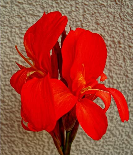 Wunderschöner Canna Indica Farbenmix - Rot , Gelb , Rosa - Sortenrein verpackt - Samen von nicht verfügbar