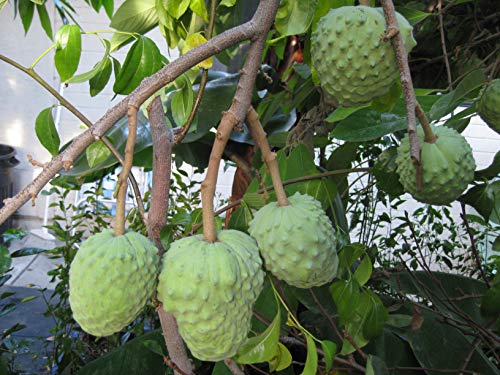 Zimtapfel - Annona cherimola - Exotisches Obst - 20 Frische Samen von nicht verfügbar