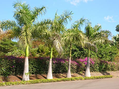 Zuckerrohrpalme - Dypsis Baronii - 5 frische Samen von nicht verfügbar