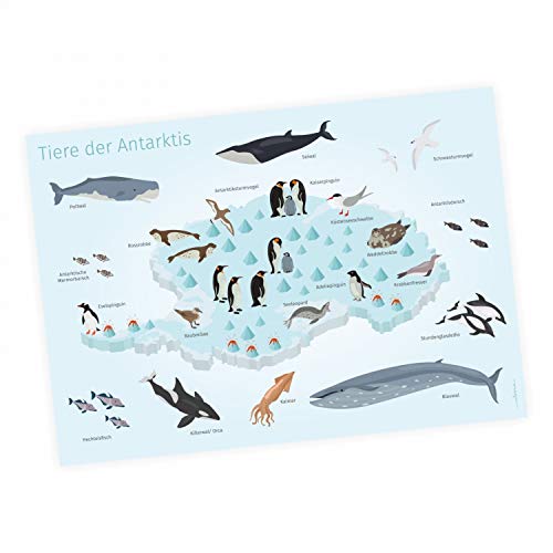 Kinder Lernposter - Tiere der Antarktis - in 3 Größen - Wal Delfin Pinguin Robbe Südpol Wanddeko Kinderzimmer in Deutsch - Größe DIN A3-420 x 297 mm von nikima Schönes für Kinder