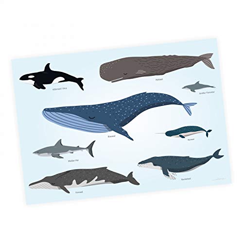 Kinder Lernposter - Tiere der Meere - Wal Delfin Orca Hai - in 3 Größen - Wanddeko Kinderzimmer Poster Plakat - Größe DIN A1-841 x 594 mm von nikima Schönes für Kinder
