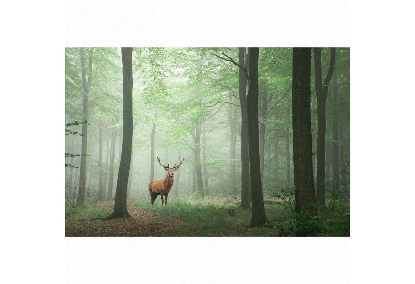 nikima Fototapete Hirsch im Wald Vliestapete Kinderzimmer, foto, inkl. Kleister von nikima