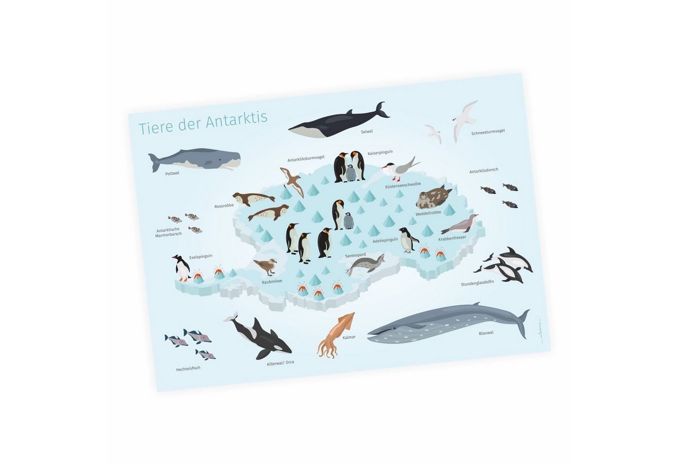 nikima Poster Antarktis, Antarktis, Kinder Lernposter von nikima
