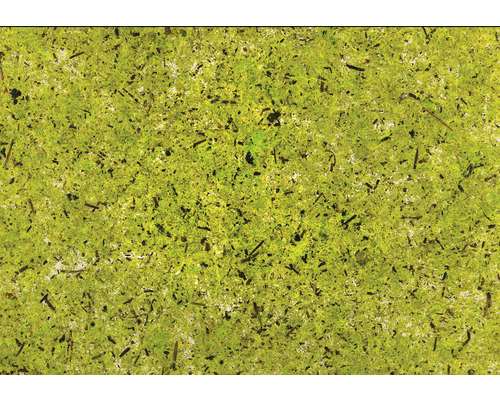 5x 4er Pack Natürliches Moos Transparenter Selbstklebefolie Din A4 Folie B-Ware von no name