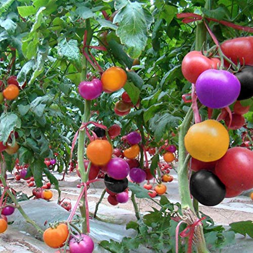 nulala 100 Stücke Regenbogen Tomatensamen Organisches Obst Gemüse Pflanzensamen Pflanzen Hause Yard Decor von nulala
