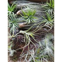 10 Luftpflanzen, Tillandsien, Air Plants Sortiment, Grün, Natur, Bromelien von ommiGreen
