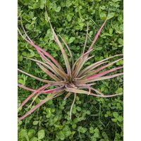 3 Tillandsia Brachycaulos Multiflora, Luft Pflanze, Air Plant von ommiGreen