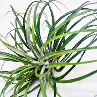 3 X Air Plant Tillandsia Stricta, Plants, Luftfplanzen, Tillandsias, Tillandsien, Grün, Luft Pflanze von ommiGreen