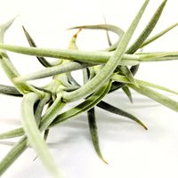 3 X Tillandsia Myosura, Luft Pflanze, Tillandsia, Tillandsien, Air Plants, Grün Decor von ommiGreen