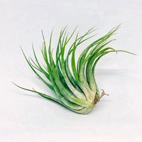 3 X Tillandsia Scaposa, Luft Pflanze, Tillandsien, Air Plant von ommiGreen