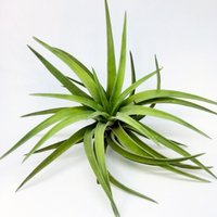 3 X Tillandsia Velutina, Luft Pflanze, Air Plant von ommiGreen