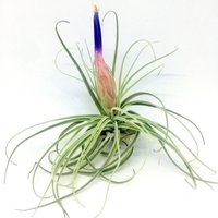 4 Air Plants, Tillandsien, Luftpflanzen Vielfalt, Pflanzen, Grün, Natur, Bromeliacee von ommiGreen