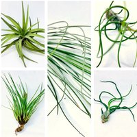 5 Luftpflanzen, Grün, Sammlung, Bulbosa, Tricolor, Butzii, Tillandsia, Velutina, Juncea, Luftpflanze, Tillandsien, Pflanze von ommiGreen