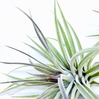 9 Luftpflanzen, Tillandsien, Air Plants Sortiment, Grün, Natur, Bromelien von ommiGreen