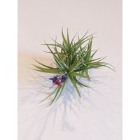 Air Plant Tillandsia Aeranthos, Plant, Tillandsias, Tillandsien, Luft Pflanze von ommiGreen