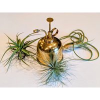 Air Plant Tillandsia Aeranthos, Plant, Tillandsias, Tillandsien, Luft Pflanze von ommiGreen