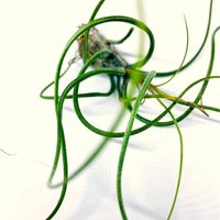 Air Plant Tillandsia Butzii, Tillandsias, Tillandsien, Luft Pflanze von ommiGreen