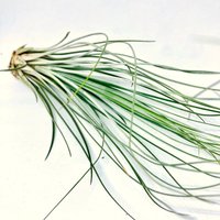 Air Plant Tillandsia Juncea, Plant, Tillandsias, Tillandsien, Luft Pflanze Air Plant Tillandsia Juncea, Plant, Tillandsias, Tillandsien, Luft Pflanze von ommiGreen