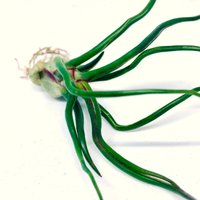 Bulbosa Bulbosa von ommiGreen
