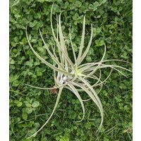 Luftpflanze | Tillandsien Spherocaefala Luftpflanzen Pflanze Einzigartige Grün Natur Bromelie Grünes Dekor von ommiGreen