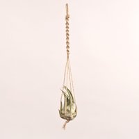 Macramé & Tillandsia Seleriana, Tillandsien, Pflanze, Luftpflanze, Grün von ommiGreen