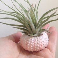 Rosa Seeigel Und Oaxacana Tillandsia von ommiGreen