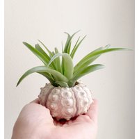 Seeigel Und Brachycaulos Tillandsia Seeigel Und Brachycaulos Tillandsia von ommiGreen