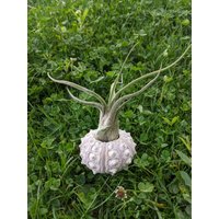 Seeigel Und Tillandsia Caput Medusae Seeigel Und Tillandsia Caput Medusae von ommiGreen