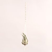 Seleriana Mit Weisse Macramé Seleriana Mit Weisse Macramé von ommiGreen