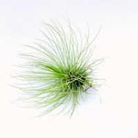 Tillandsia Andreana, Luft Pflanze, Air Plant von ommiGreen