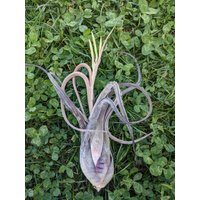 Tillandsia Caput Medusae, Luft Pflanze, Tillandsien, Air Plant von ommiGreen
