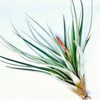 Tillandsia Fasciculata, Air Plants, Luft Pflanze von ommiGreen