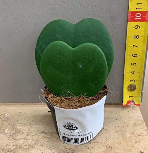 1 PIANTA Hoya KERRII Doppia Foglia Fiore di Cera Vaso 6CM Forma di Cuore 1 PIANTA Hoya KERRII Doppia Foglia Fiore di Cera Vaso 6CM Forma di Cuore von onlyfly
