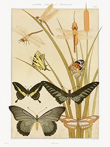 Kunstdruck, Motiv "Papillons from animal dans la décoration", 30 x 40 cm, illustriert von Maurice Pillard Verneuil. von onthewall