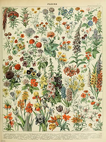 Kunstdruck, Motiv: Blumen, Naturgeschichte, 30 x 40 cm von onthewall