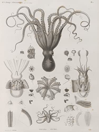 onthewall Kunstdruck Octopus Natural History, 30 x 40 cm von onthewall