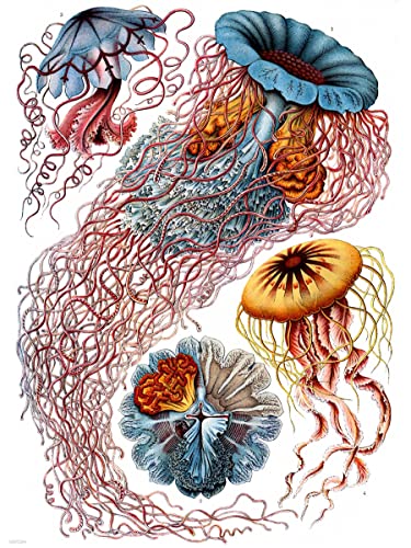 onthewall Jellyfish Natural History Kunstposter, 30 x 40 cm von onthewall