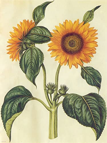 onthewall Kunstdruck Sonnenblume Naturgeschichte, 30 x 40 cm von onthewall