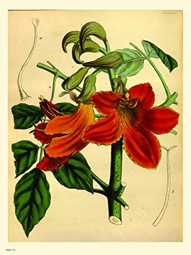 onthewall Look Botanical Buch Mark Natural History 30 x 40 cm Kunstdruck Poster von onthewall