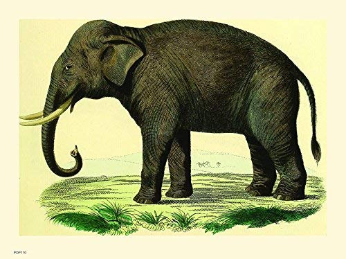 onthewall Kunstdruck Elefant, Naturgeschichte, 30 x 40 cm von onthewall