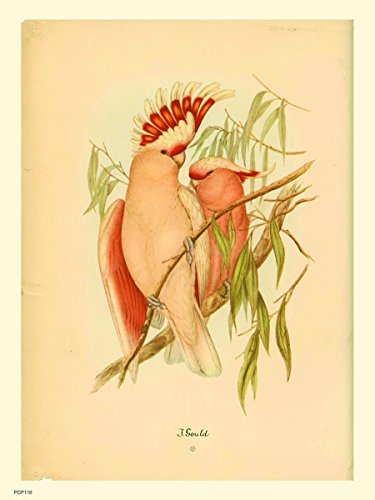 onthewall J Gould Papageien Natural History 30 x 40 cm Kunstdruck Poster von onthewall